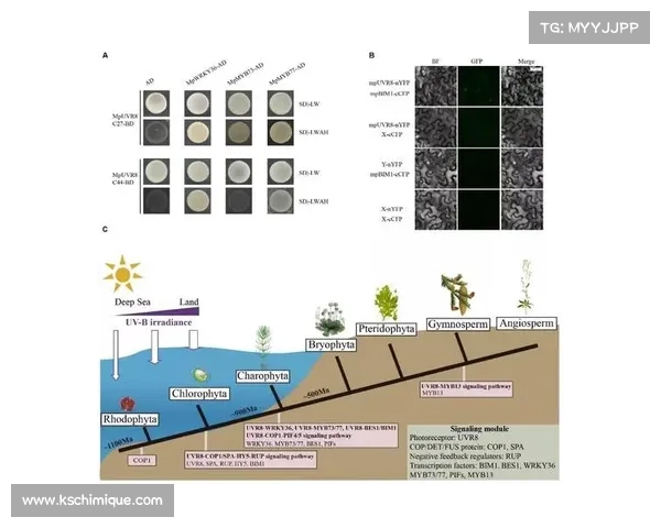 卷帘绿魔再现揭示生态与养护奥秘探索绿植生长与环境调控的完美平衡 卷帘绿魔再现揭示生态与养护奥秘探索绿植生长与环境调控的完美平衡